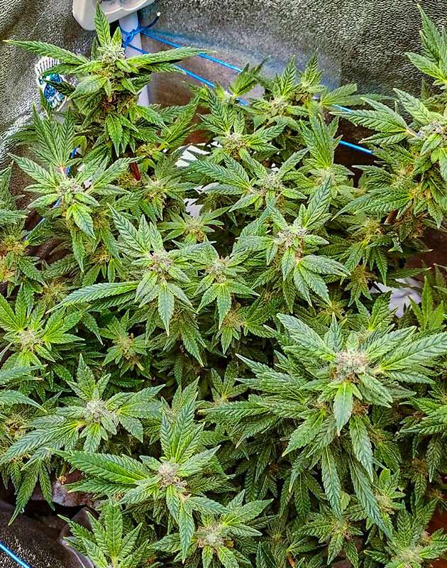 Полив и корректировка питания Куст Bruce Banner от Семяныча на 12 неделе развития