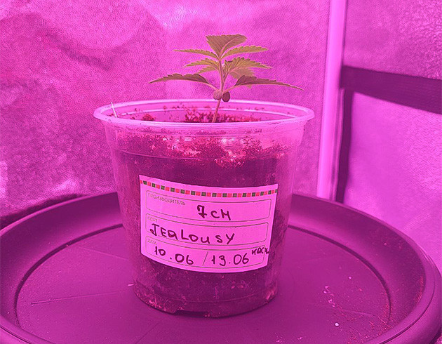 Начало выращивания сорта Jealousy Промежуточный горшок с марихуаной