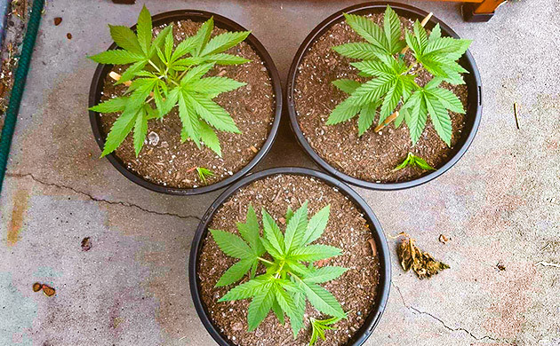 Растение Pineapple Chunk Гроурепорт сорта Pineapple Chunk