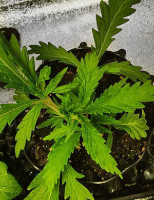 Куст на 4 неделе выращивания Листья другой формы