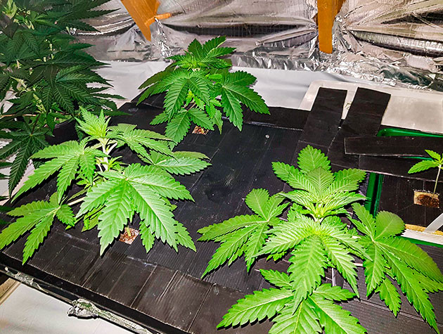 Shiskaberry дневник по выращиванию Гроурепорт сорта Shiskaberry