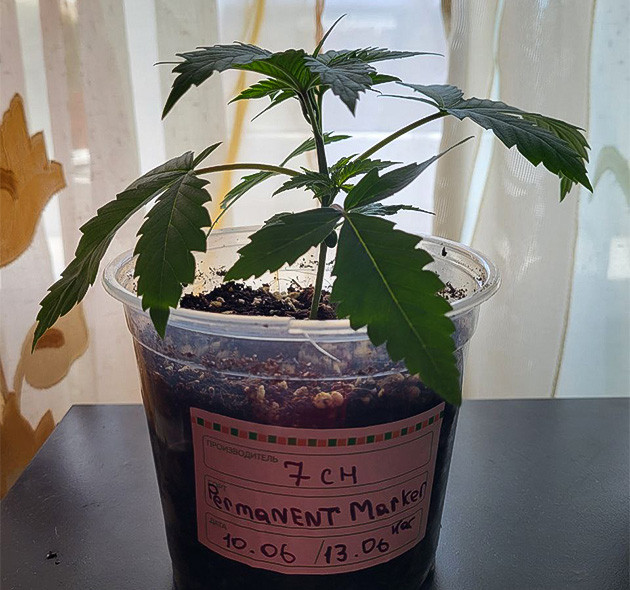 Марихуана после полива