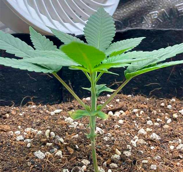 4 неделя роста марихуаны