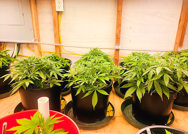 Тренировка куста Gelato Auto Тренировка растения Gelato Auto