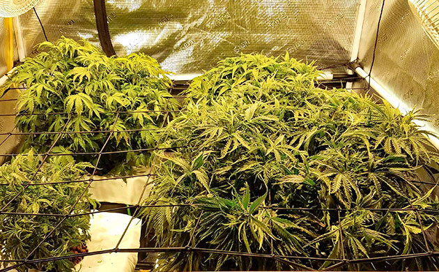 Куст Gelato Auto на 6 неделе выращивания проблемы с листьями Gelato Auto