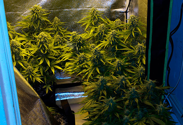 Восьмая неделя выращивания Цветущие кусты в гроубоксе