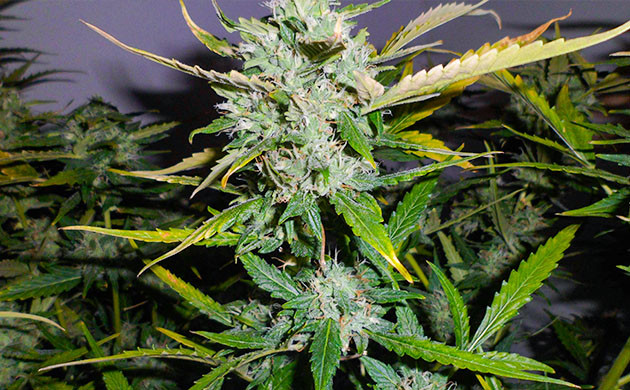 Прозрачные трихомы на 10 неделе выращивания Соцветие с желтыми листьями