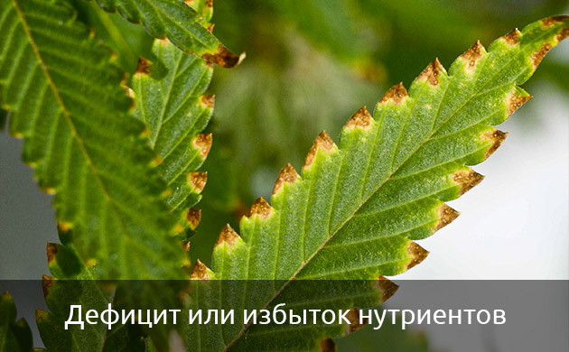Дисбаланс питательных веществ в конопле баланс питательных веществ в почвенной смеси