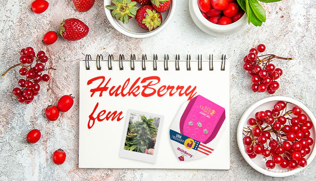 Гроурепорт сорта HulkBerry