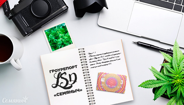 Гроурепорт сорта LSD fem от сидбанка Семяныч