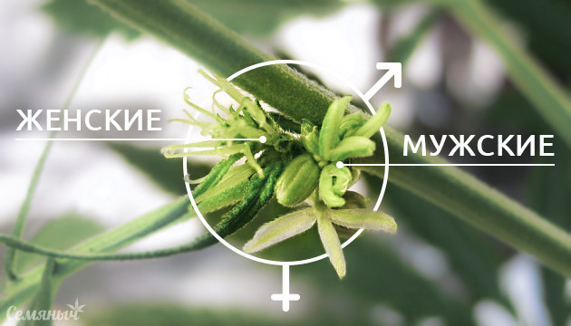 Конопля гермафродит