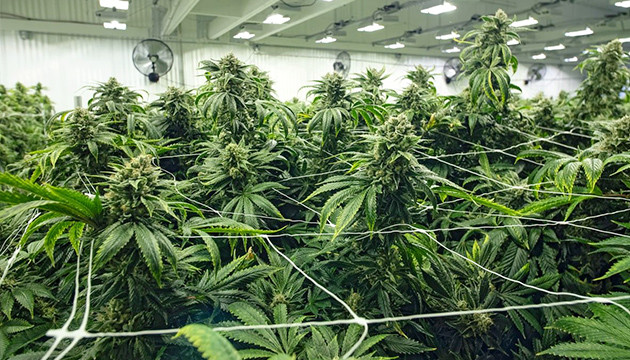 Тренировка марихуаны методом ScrOG Выращивание по методу ScrOG