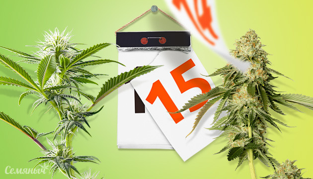 Дата созревания конопли на календаре