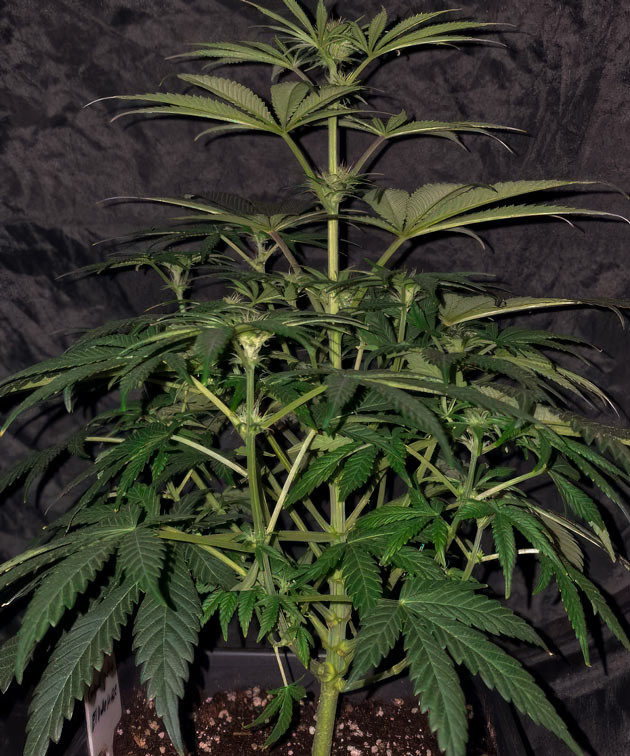 Выращивание марихуаны на 7 неделе Конопля ростом 37 - 40 см