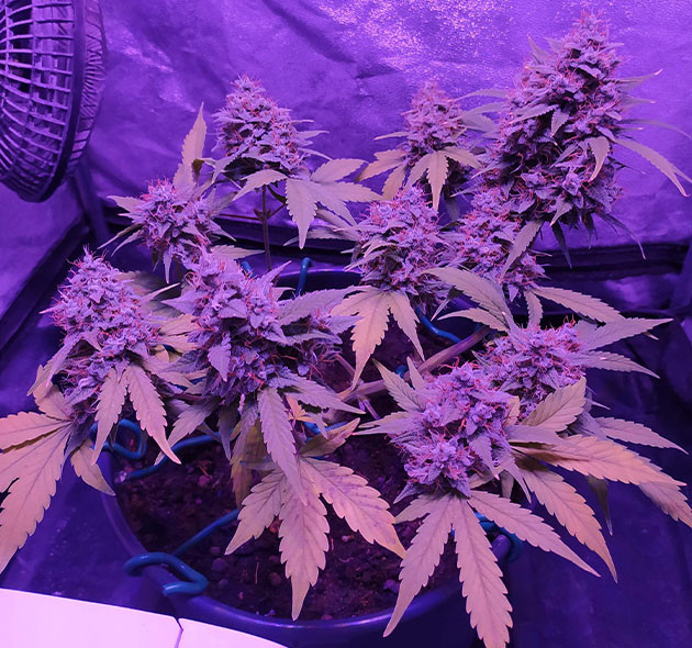 Куст конопли с желтыми листьями