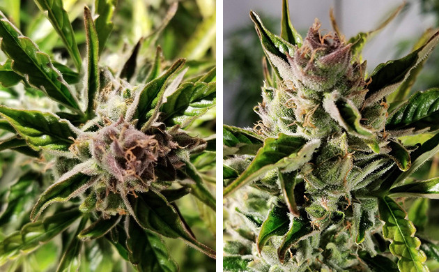 Период цветения каннабиса 5-ая неделя цветения каннабиса