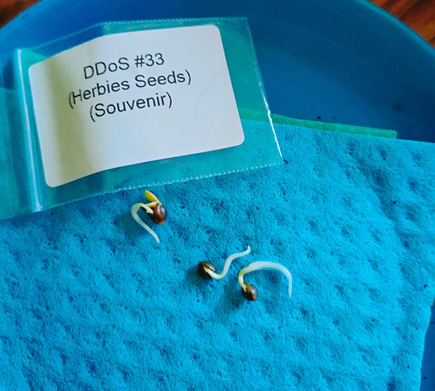 Проращивание семян Появление корешков из семок