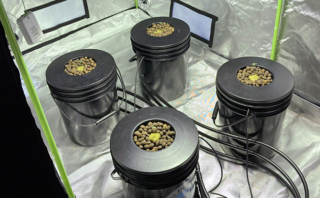 4 ростка Delicious Candy Early Version