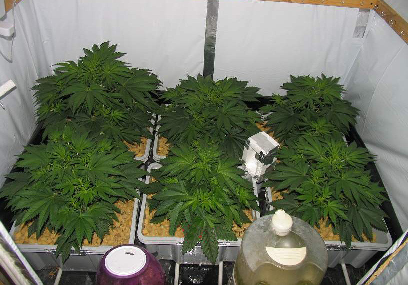 Рост кустов Jack Herer 33 см в высоту