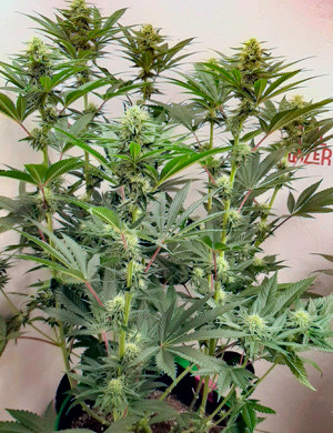 Прекращение роста на девятой неделе выращивания Куст конопли ростом 76 см