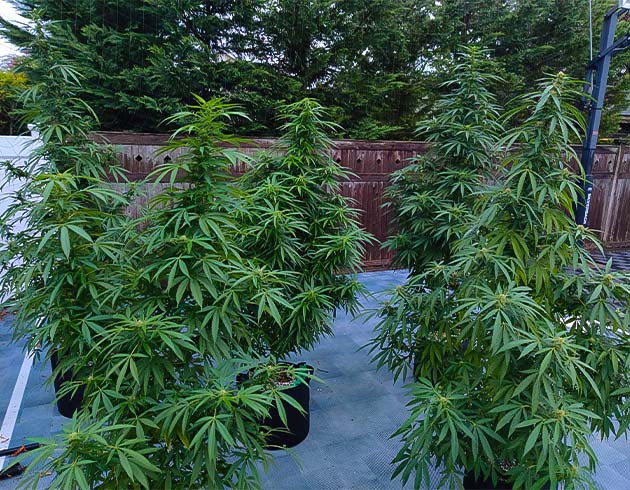 Перевод на цветение растения Wedding Gelato