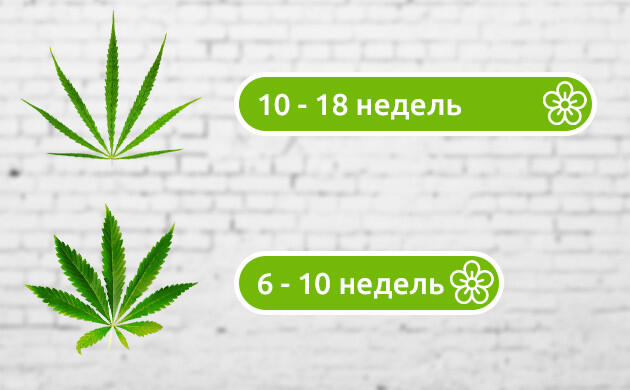 Период цветения конопли Цветение