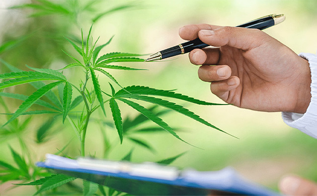 Как избежать нехватки молибдена у марихуаны Как избежать недостатка молибдена у конопли