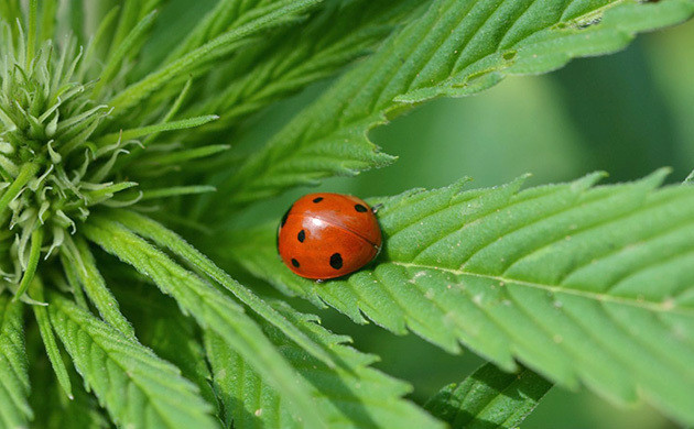 Божьи коровки против вредителей конопли