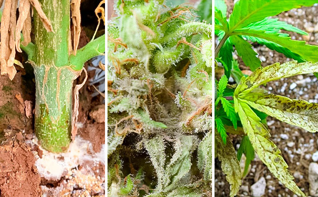 Последствия недостатка кальция у конопли Чем грозит дефицит кальция конопли