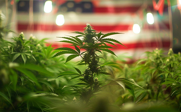 Исторический контекст появления гибридов в США Промышленная конопля и её использование в Америке