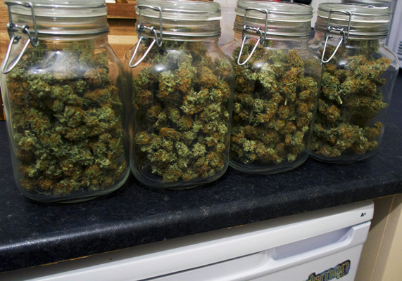 Пролечка шишек White Widow Собранные шишки White Widow