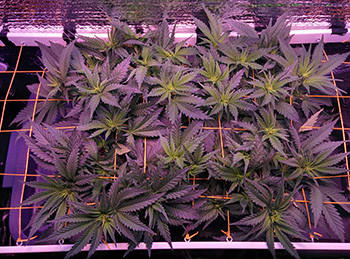 Начало этапа цветения каннабиса Fruit Punch fem Цветение конопли Fruit Punch fem