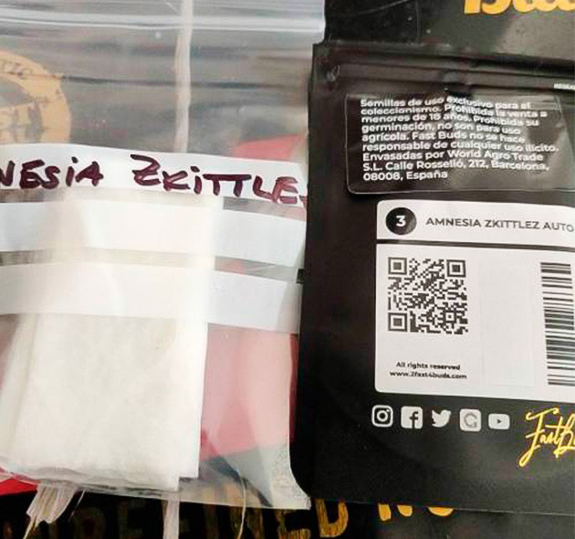 Первые шаги: проращивание Amnesia Zkittlez Auto Как я прорастил семена Amnesia Zkittlez Auto