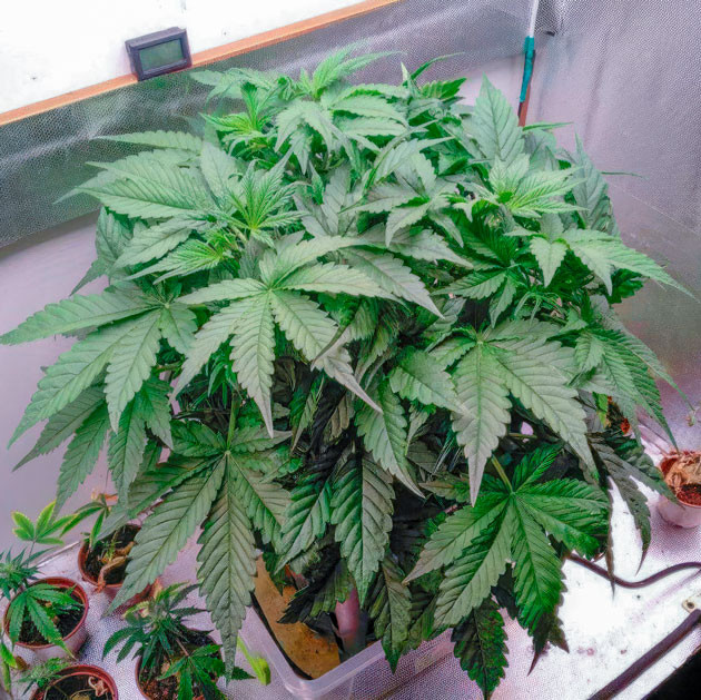 Куст Auto Orange Bud на 5 неделе выращивания