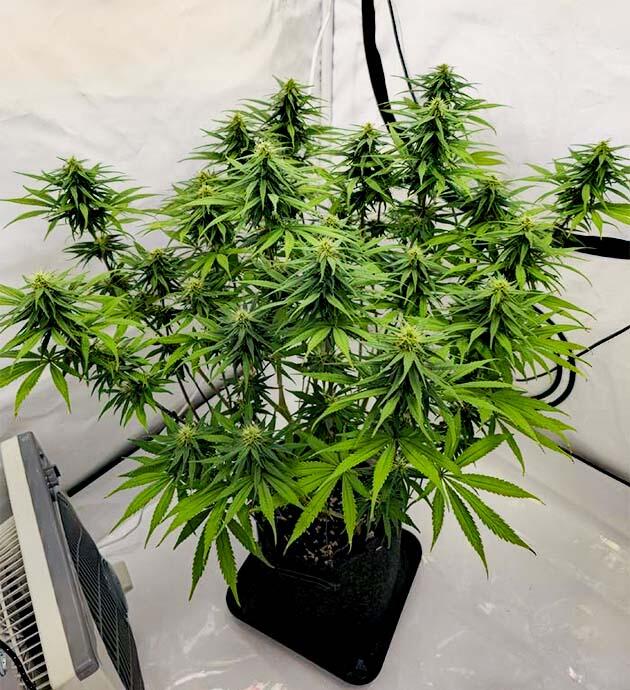 Активный рост и запах цитрусов Куст Super Silver Haze от GHS на 11 неделе