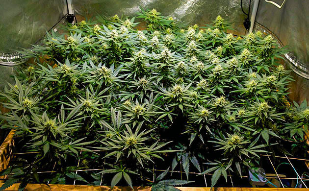 Набор массы шишек конопли Появление трихом на шишках