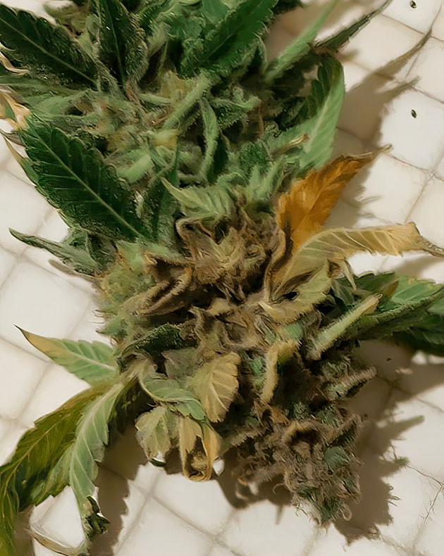 подготовка к харвесту Glue Sherbert Нейтрализация запаха при выращивании Glue Sherbert