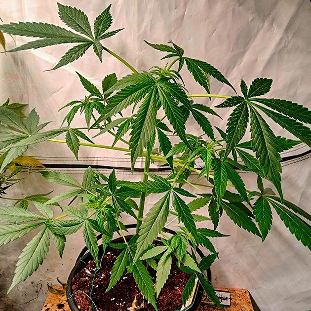 Удобрения для конопли Куст Grandmommy Purple Auto от Herbies Seeds на 3 неделе
