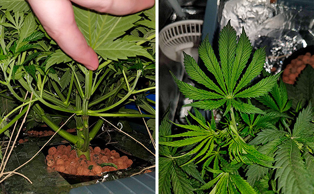 Использование техники LST 5 неделя вегетации Tutankhamon