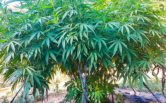 Перевод на цветение куста Runtz Muffin Стимуляция цветения куста Runtz Muffin