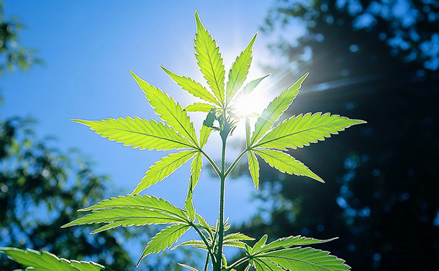 Роль хлорофилла в жизни конопли