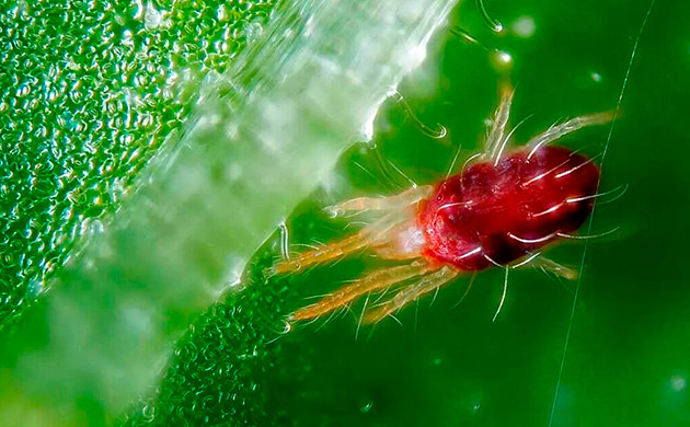 Обнаружить вредителей и паразитов микроскопом