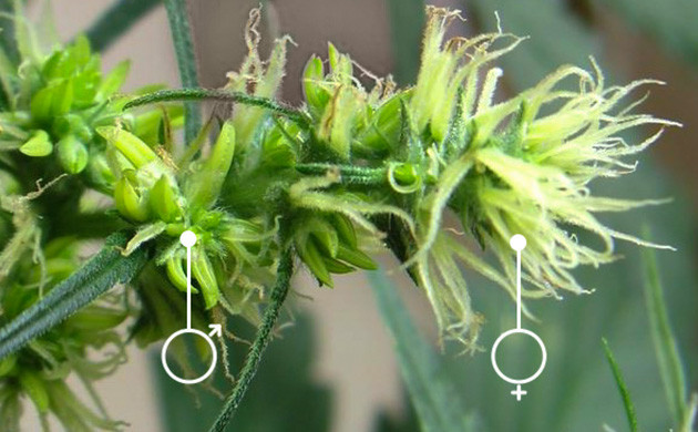 Конопля с признаками гермафродитизма