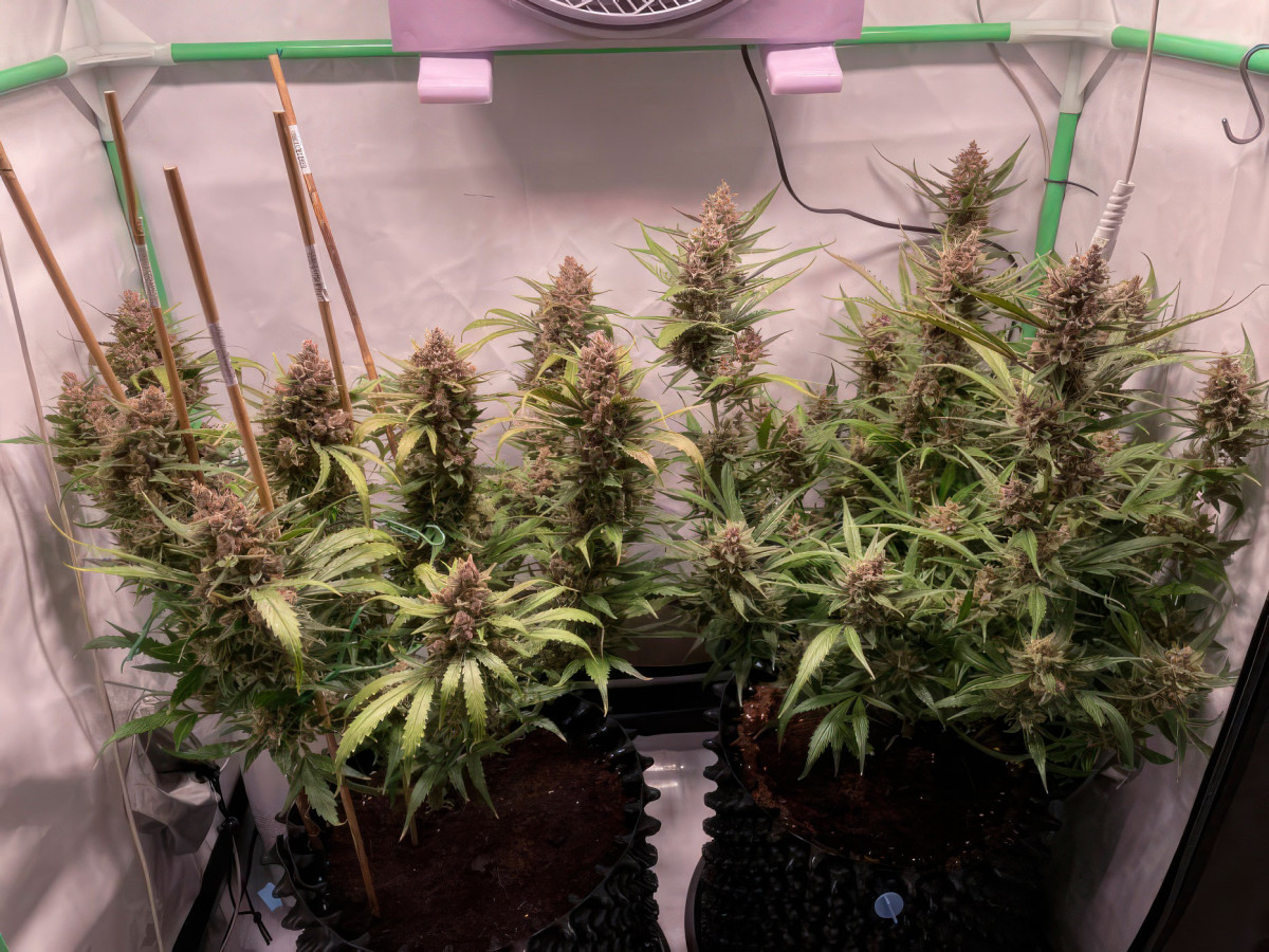 Промывка одного из кустов из-за скачка ЕС Кусты Apricot Auto на 10 неделе