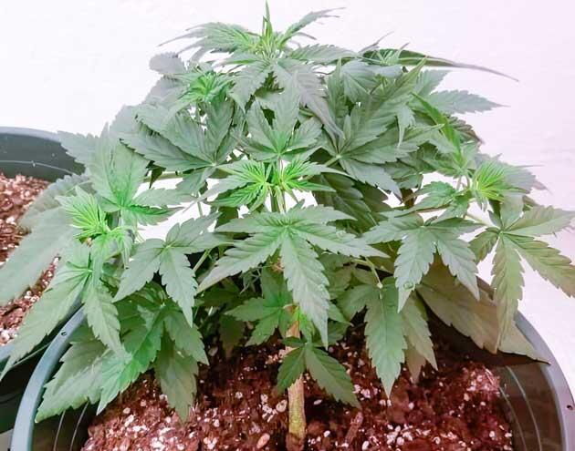 Марихуана ростом 15 см