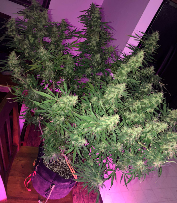 Выращенная за 13 недель марихуана сорта Scout Cookies auto Марихуана покрытая трихомами