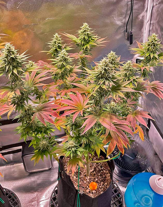 Куст White Wedding RBX от Ethos Genetics на 12 неделе 