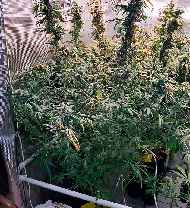 Amnesia Zkittlez Auto готов к харвесту Завершение цветения Amnesia Zkittlez Auto