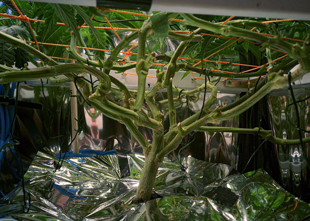 Ствол конопли