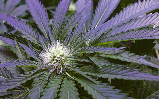 Формирование соцветий конопли Гидропоника в домашних условиях